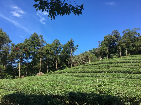 熊空茶園、西熊空山2293092