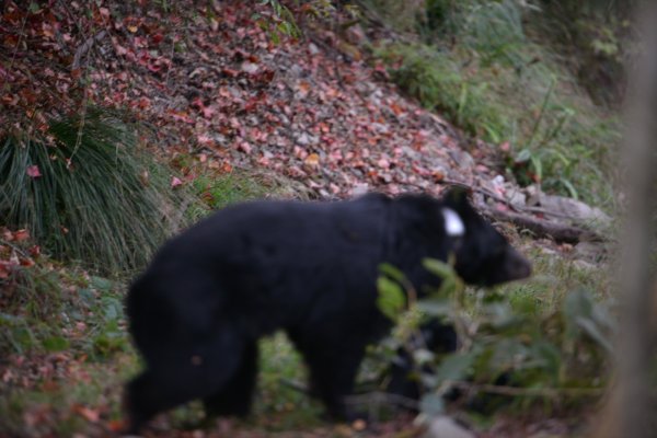 【生態】有熊的森林才有靈魂 從巡山員的視角看一隻黑熊之死