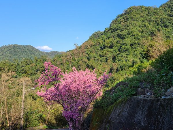 遇上櫻花季的直潭山1252727