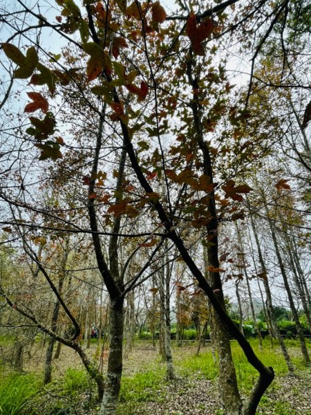 1110213鳳凰山.觀音山步道0302梨花開1610248