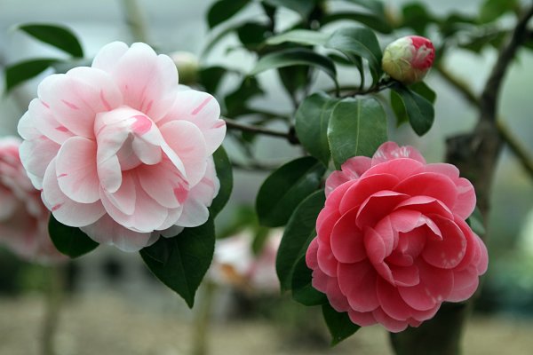 杉林溪賞花872574