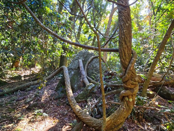 雪山坑登山步道~巨人之手2948721