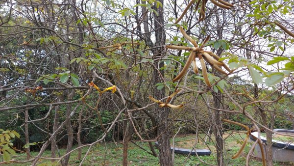 小百岳NO.5觀音山 牛港稜步道  硬漢嶺   楓櫃斗湖登山步道2090098