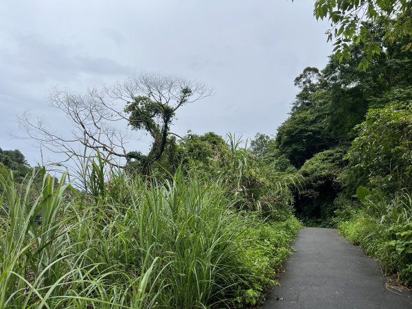 [微笑山線_第三段] 2025_0720 鳶山山系_鳶尾山2843635