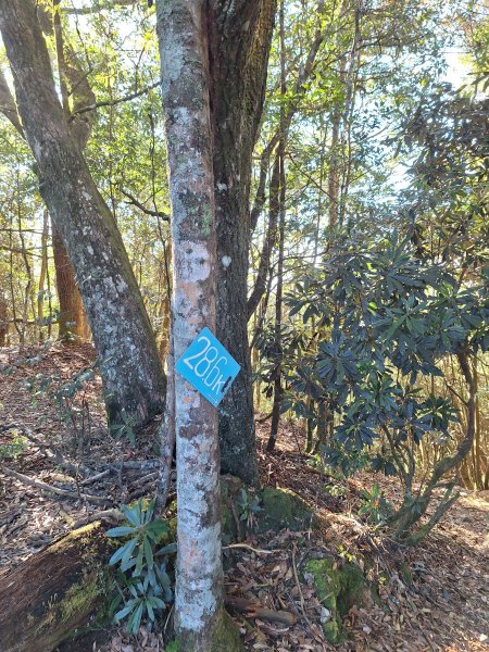 稍來神木+稍來山+稍來山南峰O型202412292678982