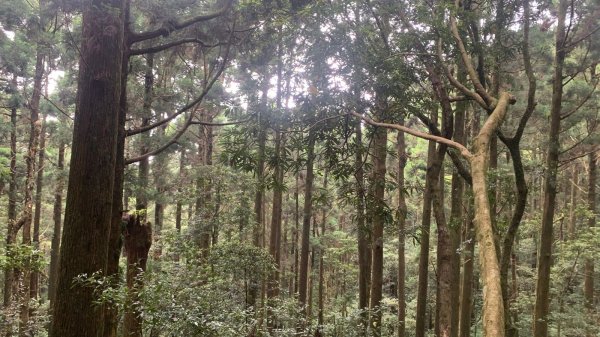 桃園東眼山2803723