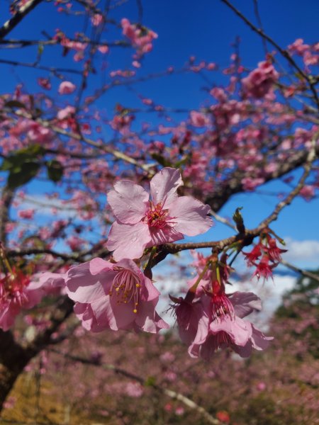 藤枝山+櫻花公園賞櫻花798357