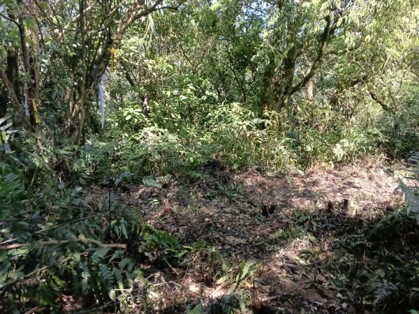 雙溪區坪溪古道-蛇仔崙-鶯子嶺-太和山-蛇子頭觀景台-梗枋越嶺古道鞍部-坪溪古道O型3029761