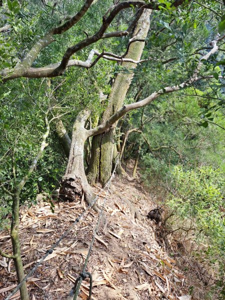竹山八通關古道社寮段+陳東坑山+溪洲大山ｄ型走202302192037467
