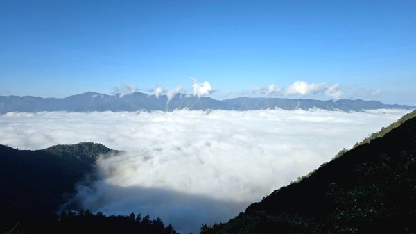 郡大林道19k之郡大神木群二刷～雲海滿出來～2451862