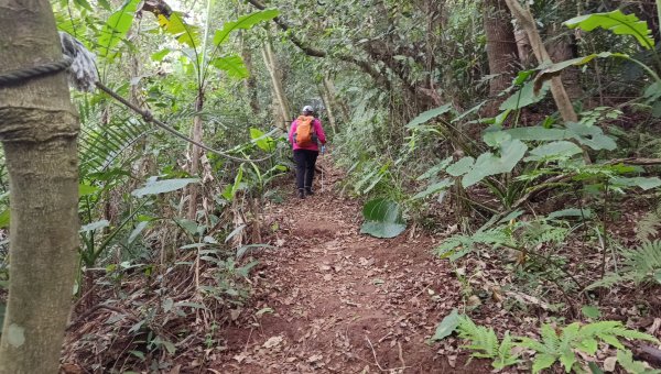 (姨婆趴趴走)第四十一集:桃園大溪草嶺山、石厝坑山、白石山環狀縱走2466611