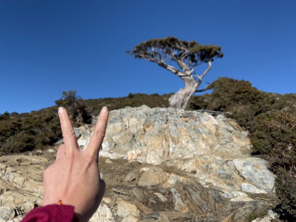 20250104-05 向陽縱走魔保來溪頭山出關山嶺山2683510