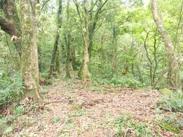 雙溪區打鐵寮山-鶯子嶺-坪溪山-烏山63號-烏山越嶺古道(坪溪山北峰)P字走3023736