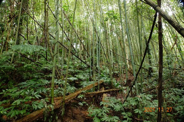 苗栗 大湖 包樹崠山(鍋鼎山)1529028