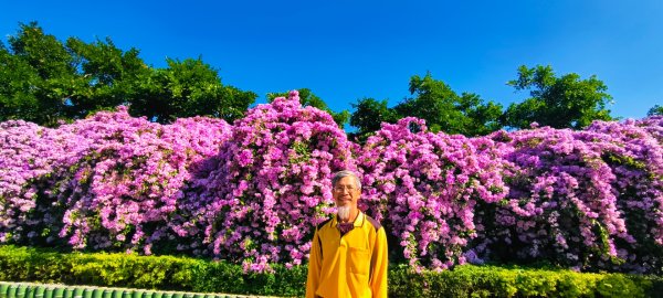 #蒜香藤 #泰山楓樹河濱公園 11/242943651