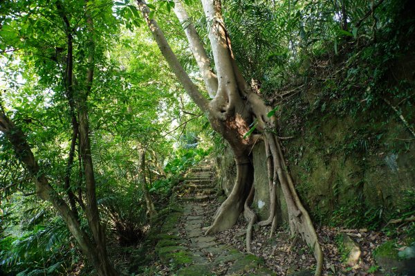 新北 三峽-土城 大暖尖山、火焰山、石門內尖山、十八羅漢岩、成福山3016610