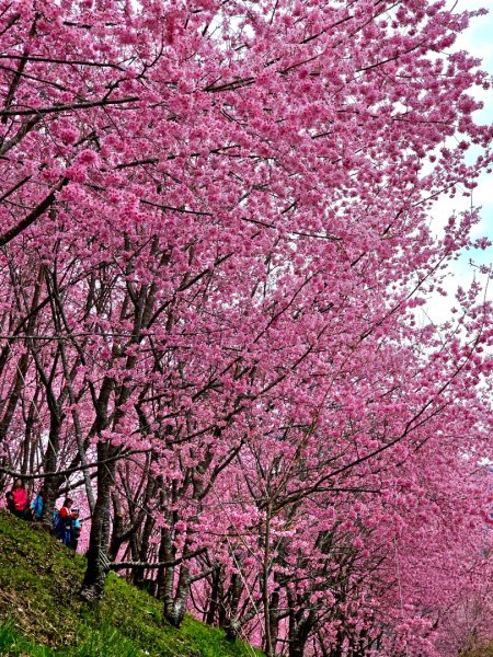 司馬庫斯神木群步道及櫻花季-(新竹)臺灣百大必訪步道3007807
