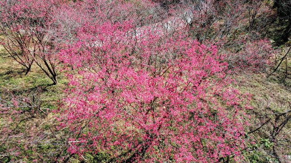 貓貍山.協雲宮,青青草原2701160