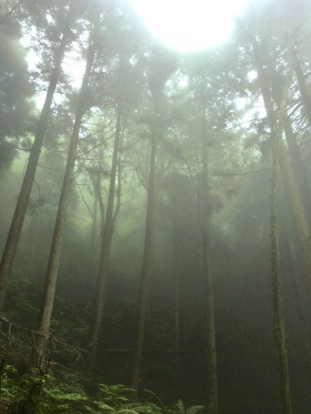 觀霧檜山巨木森林步道171776