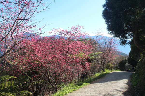 20230122高雄二集團櫻花公園2014748