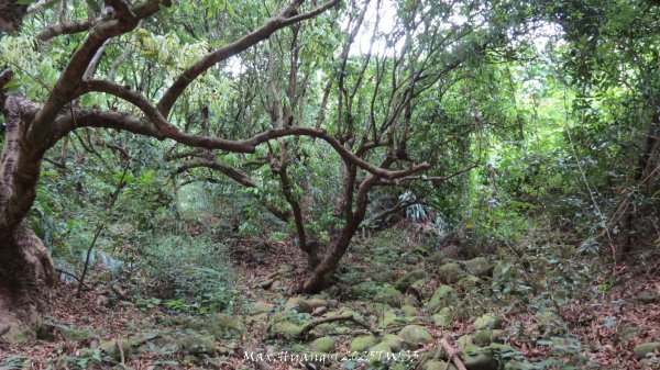 《南投》峰峰相連｜草屯九九峰森林步道O型202509062879315