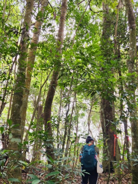 【中級山】有熊森林，谷關三雌白冷山2741094