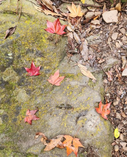 【中級山】谷關七雄八仙山2745076