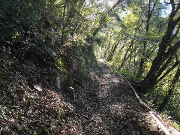 [玉山尋寶任務-07/12] 2025_0824 八通關雲龍瀑布步道2870560