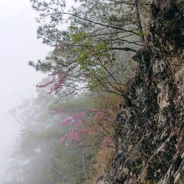 大雪山森林遊樂區-稍來山、天池、神木、森林浴1376468