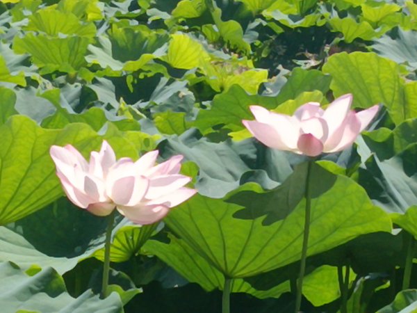 雙溪區彎穹夏日荷影2806552