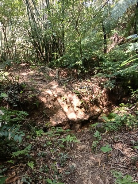 王公坑山血藤花2746275