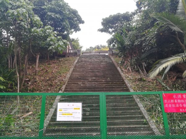 登天母古道上華崗賞櫻花868981