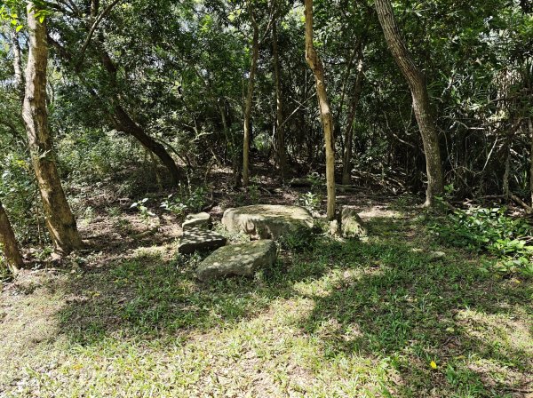 [百山百鳥尋旅-02/15] 2025_0809 社頂自然公園步道2857109
