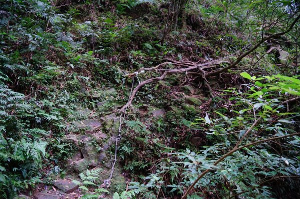 新竹關西鎮 水田林道之貴妃&那結山連走1539761