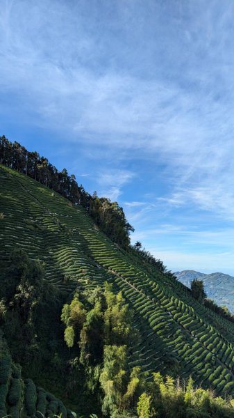 金柑樹山、忘憂森林步道｜嶺頭山2645522