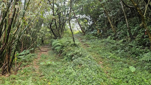 20251210萬里加投山-芎蕉坪古道-北八斗山東南峰-北八斗山-夏綠蒂山-神主嶺-陳明故居2958715