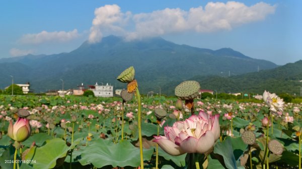 雲山水花鳥蝶 - 天龍國阿伯的日常7/18 & 21、22、292554002