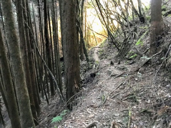 自忠上東水山連走特富野古道1244604