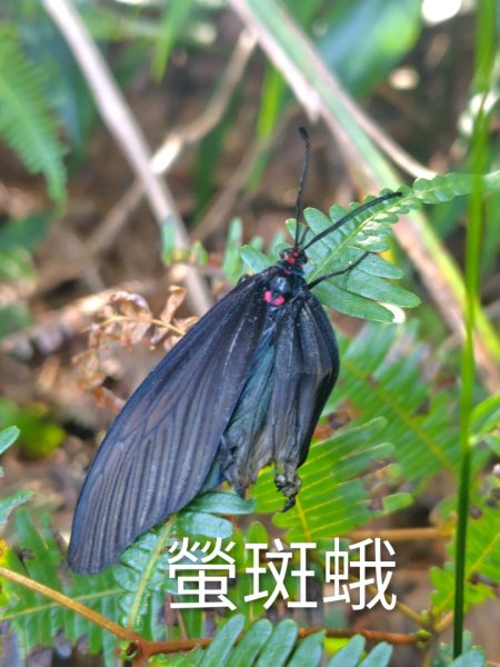 唐麻丹山 蝴蝶谷2918825