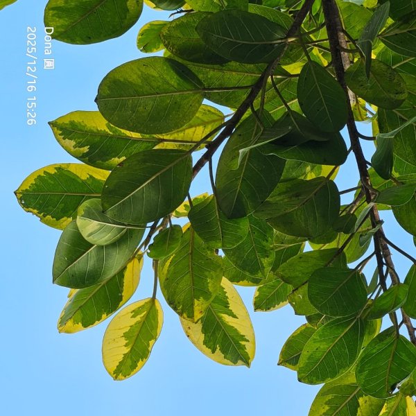 20251216太平山石門山小粗坑山O型+蕃薯藤TINA廚房2972645