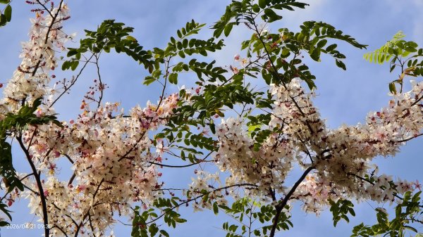 人生首見 #花旗木 #花博公園 首訪 #法雨山普宜苑  #石斛蘭 #守城滿山紅 4/21&233040114