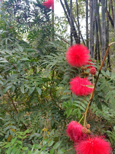 鳳鳴古道 鳳鳴山 南隘勇（南長城）古道 三湖山 八達嶺（龍骨）古道 綠色古道 延平古道2975181