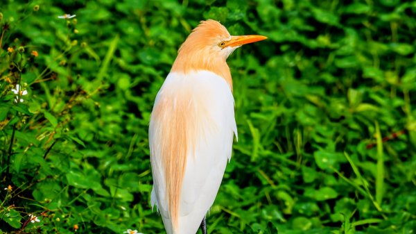 大安公園,台大校園3012111