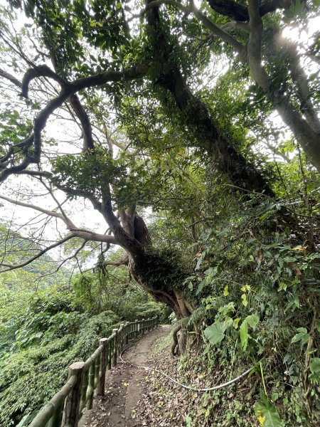 紗帽山半嶺水圳步道2650044