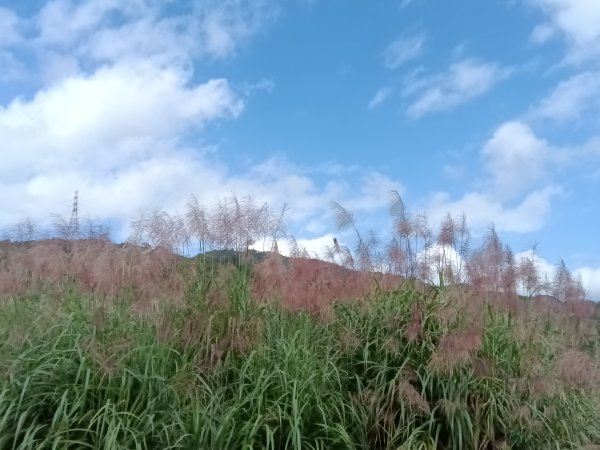 雙溪區冬陽下閃閃菅芒花2949427