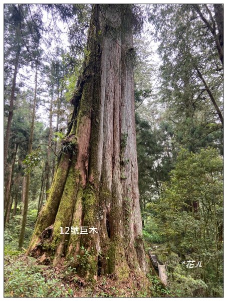 阿里山神木群棧道2771600