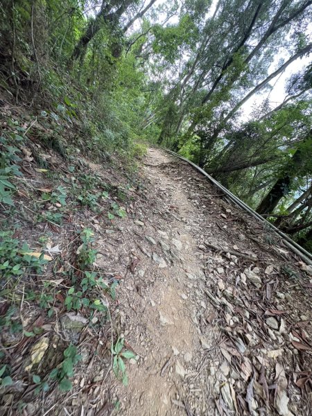 20251109棚集山步道2935237