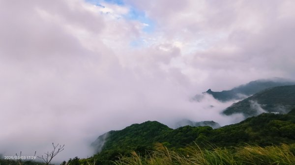 #樹梅坪 #琉璃光 出景首拍 3/32726276