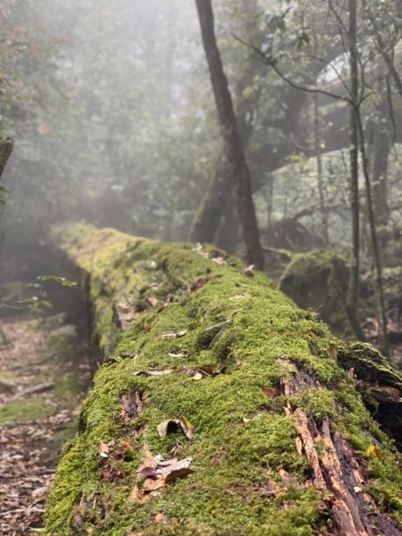 稍來山與藍腹鷴的邂逅2117909