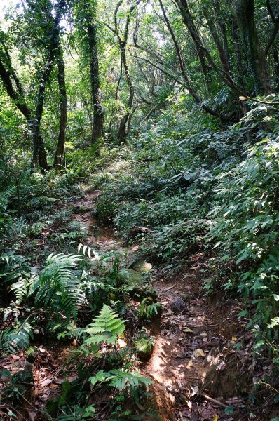 隆隆古道、卯里尖（荖蘭山）、隆隆山609303